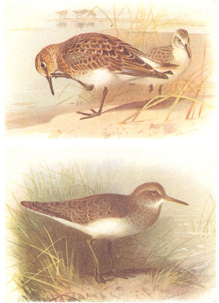 BRITISH BIRDS. Sanderling; Common Sandpiper. THORBURN 1925 old vintage print